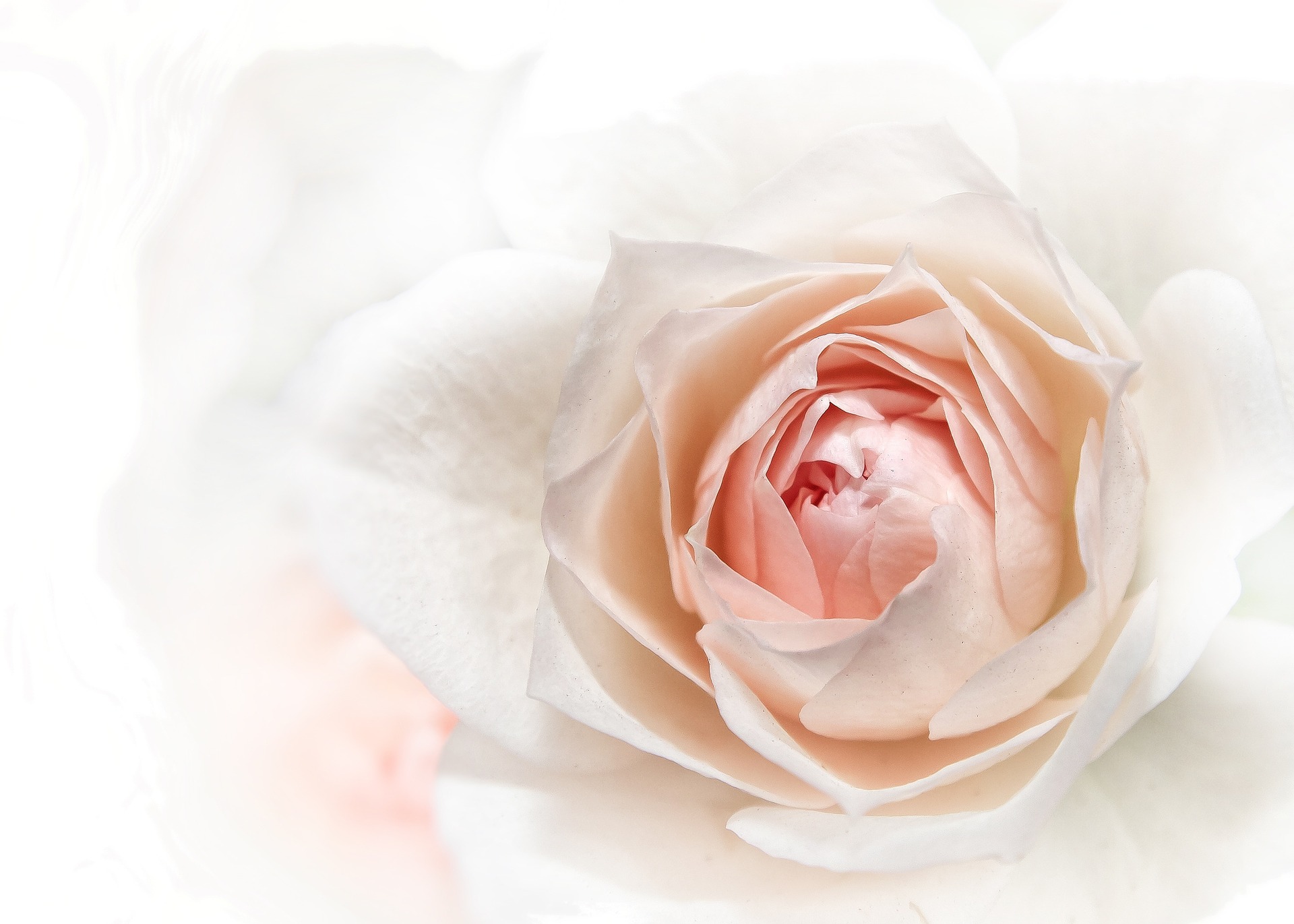 Pale white rose